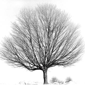 ARBRE D'HIVER IV