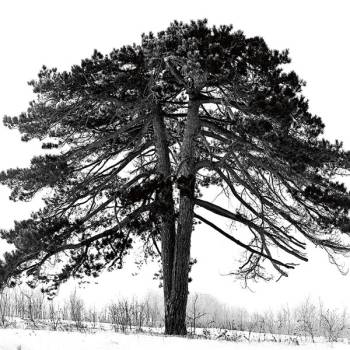 ARBRE D'HIVER II