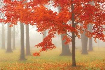 AUTUMN MIST II