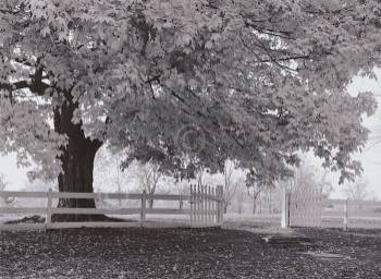 AUTUMN MORNING