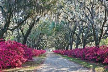 AZALEAS, BONAVENTURE