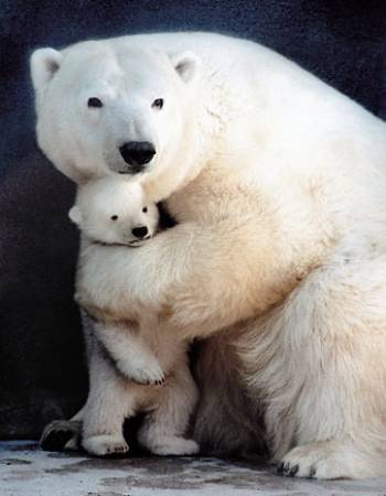 BEAR HUG