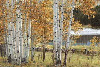 BIRCH BEAUTY