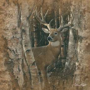 BIRCHWOOD BUCK