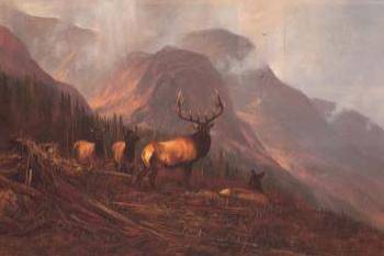 BOOKCLIFFS ELK