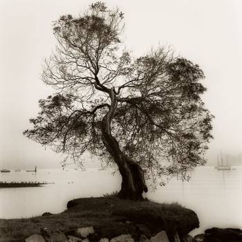 COAST OAK TREE