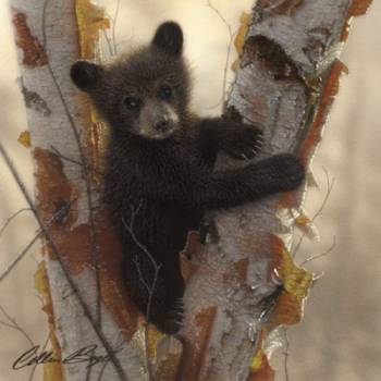 CURIOUS CUB I