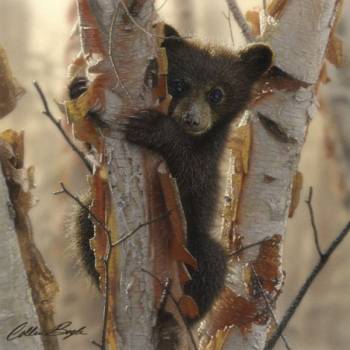 CURIOUS CUB II