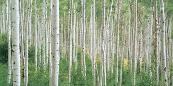 EARLY AUTUMN ASPENS