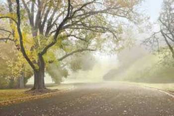 EARLY MORNING FOG