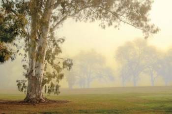 EUCALYPTUS