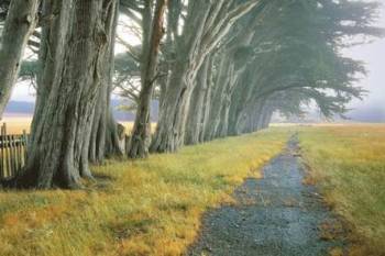 EUCALYPTUS FOG