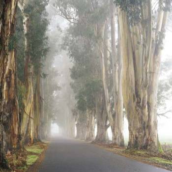 EUCALYPTUS IN THE FOG