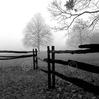 FENCE IN THE MIST