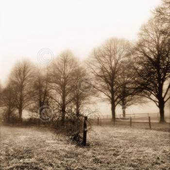 FENCE ROW AND TREES