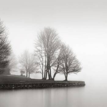 FOG & TREES AT DUSK