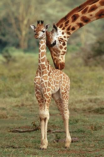 GIRAFFE AND BABY