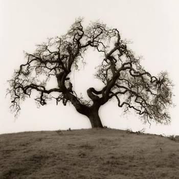 HILLSIDE OAK TREE