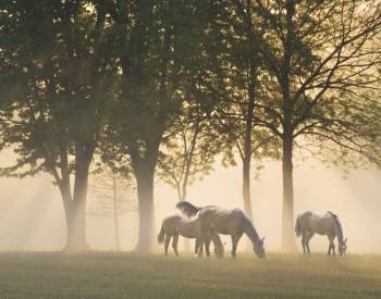HORSES IN THE MIST