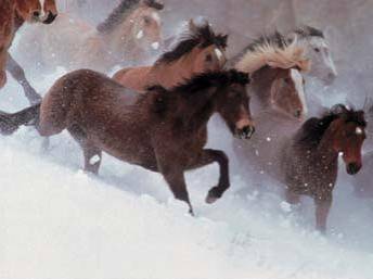 HORSES IN THE SNOW