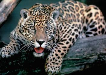 JAGUAR