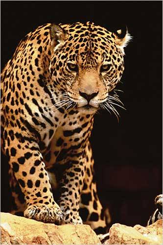 LEOPARD