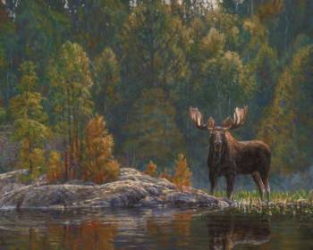 NORTH COUNTRY MOOSE