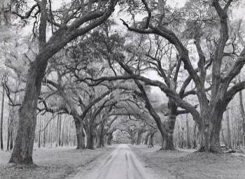 OAK ARCHES