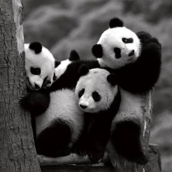 PANDAS