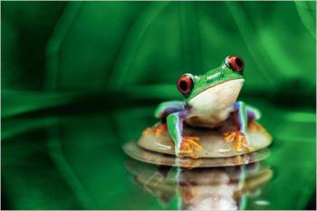 RED EYED TREE FROG