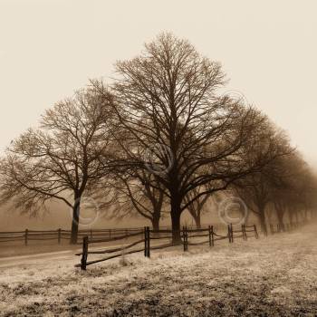 ROW OF TREES