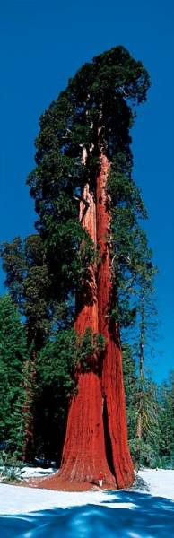 SEQUOIA NATIONAL PARK