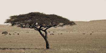 SERENGETI HORIZONS I