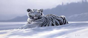 SIBERIAN TIGER