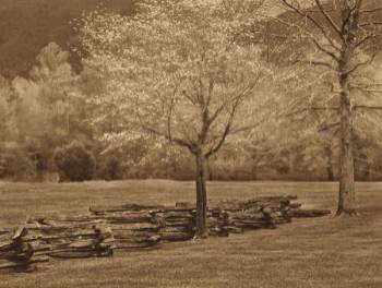 SMOKIES FENCE