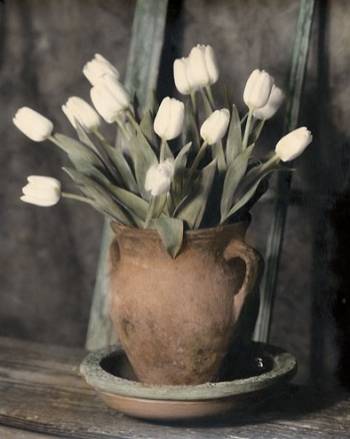 TULIPS ON BENCH