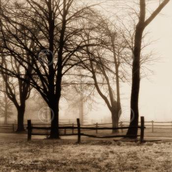 WOODS WITH FENCE